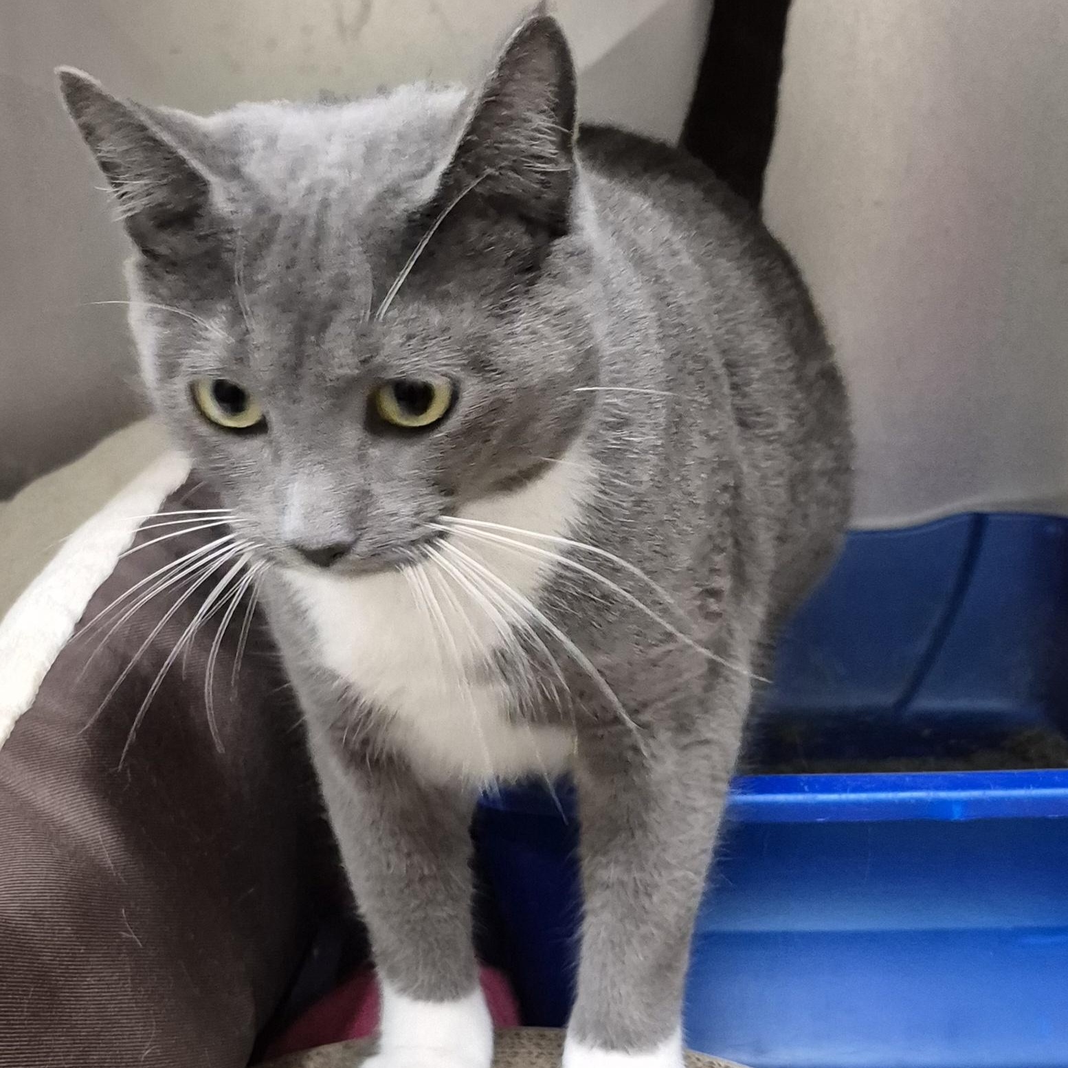 Enlarge Sapphire ~~ VISIT ME AT CRABAPPLE KNOLL, a Adoptable Domestic Short Hair in Alpharetta, GA image 4/6