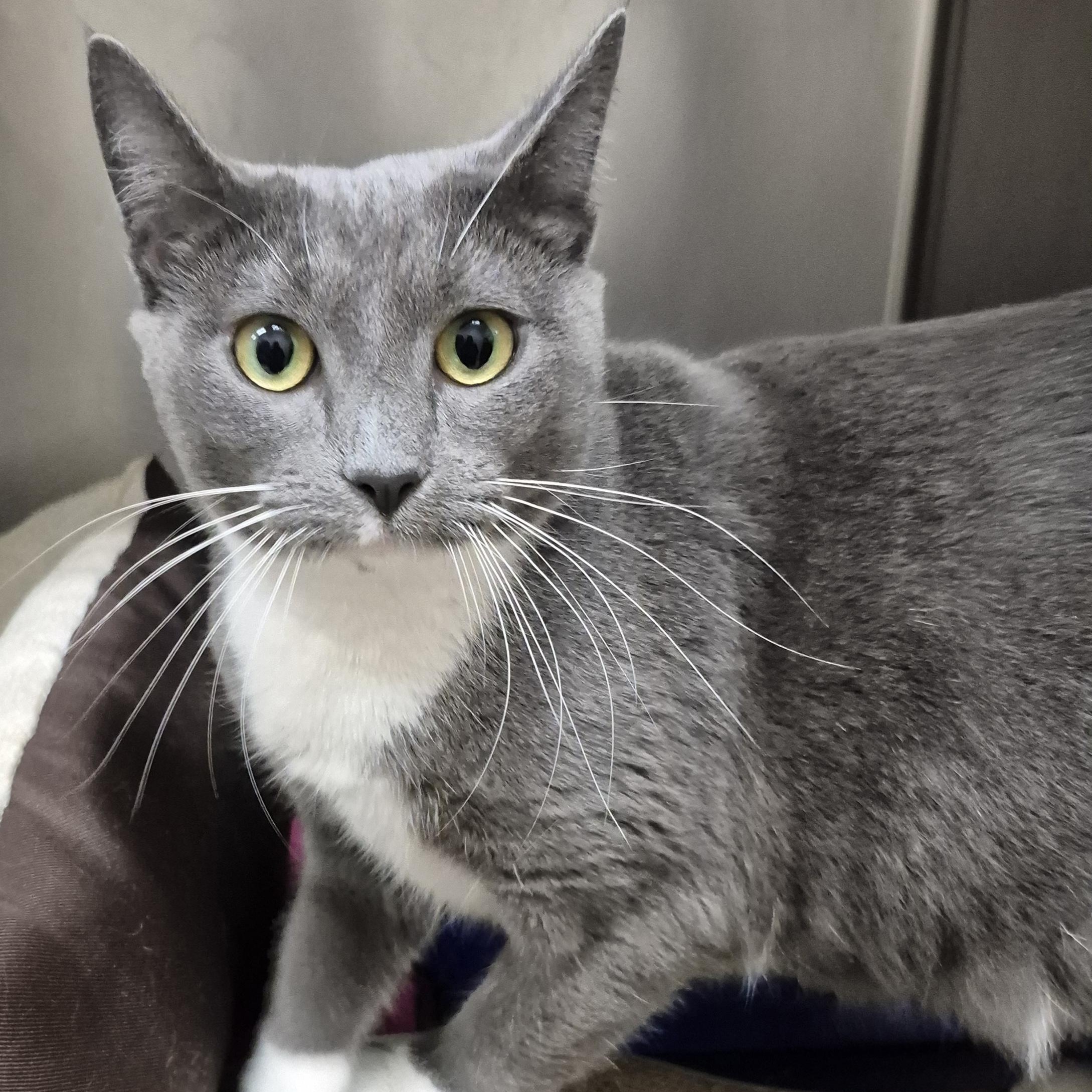Enlarge Sapphire ~~ VISIT ME AT CRABAPPLE KNOLL, a Adoptable Domestic Short Hair in Alpharetta, GA image 1/6