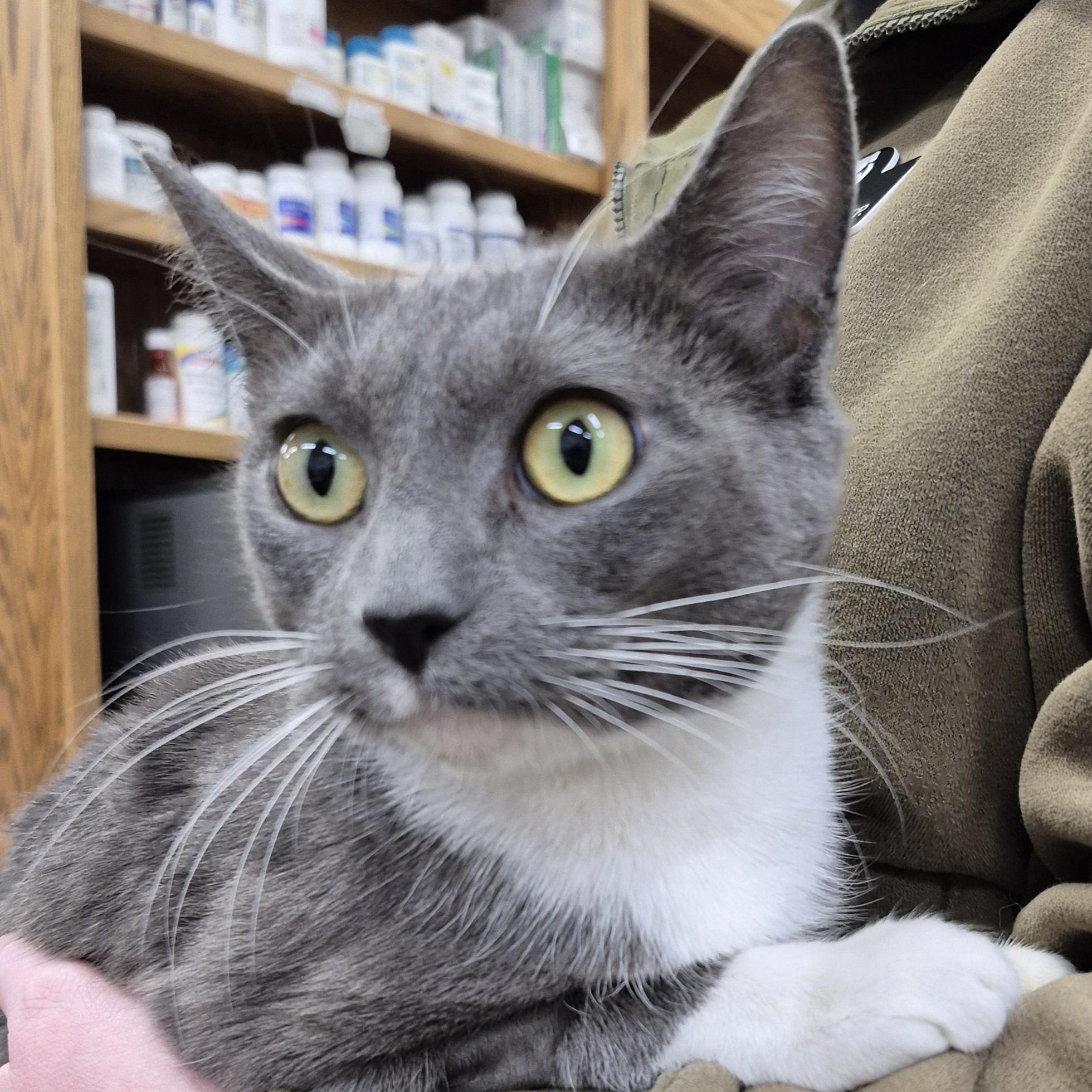 Sapphire, a Adoptable Domestic Short Hair in Alpharetta, GA image 2/5