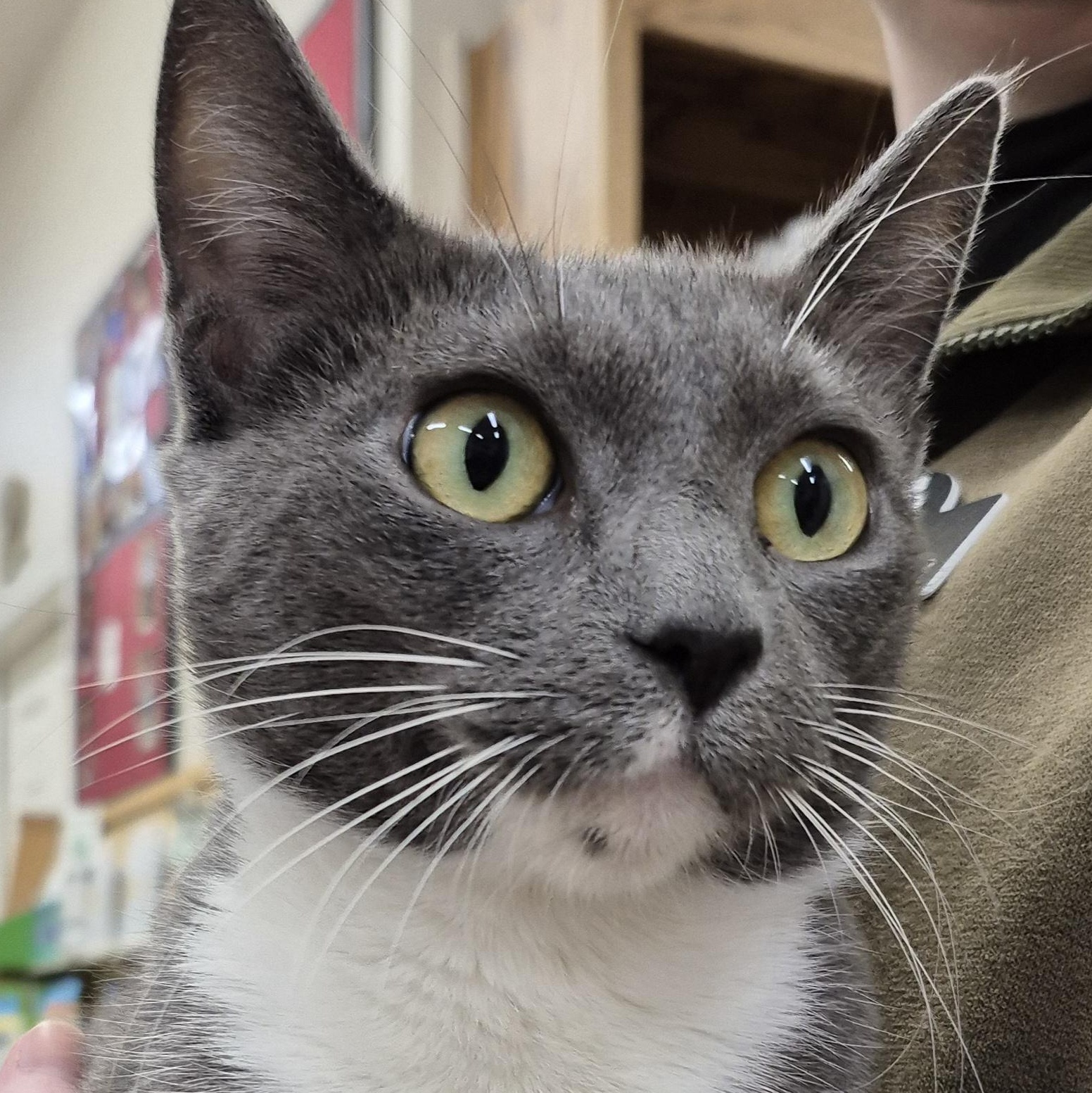 Sapphire, a Adoptable Domestic Short Hair in Alpharetta, GA image 3/5
