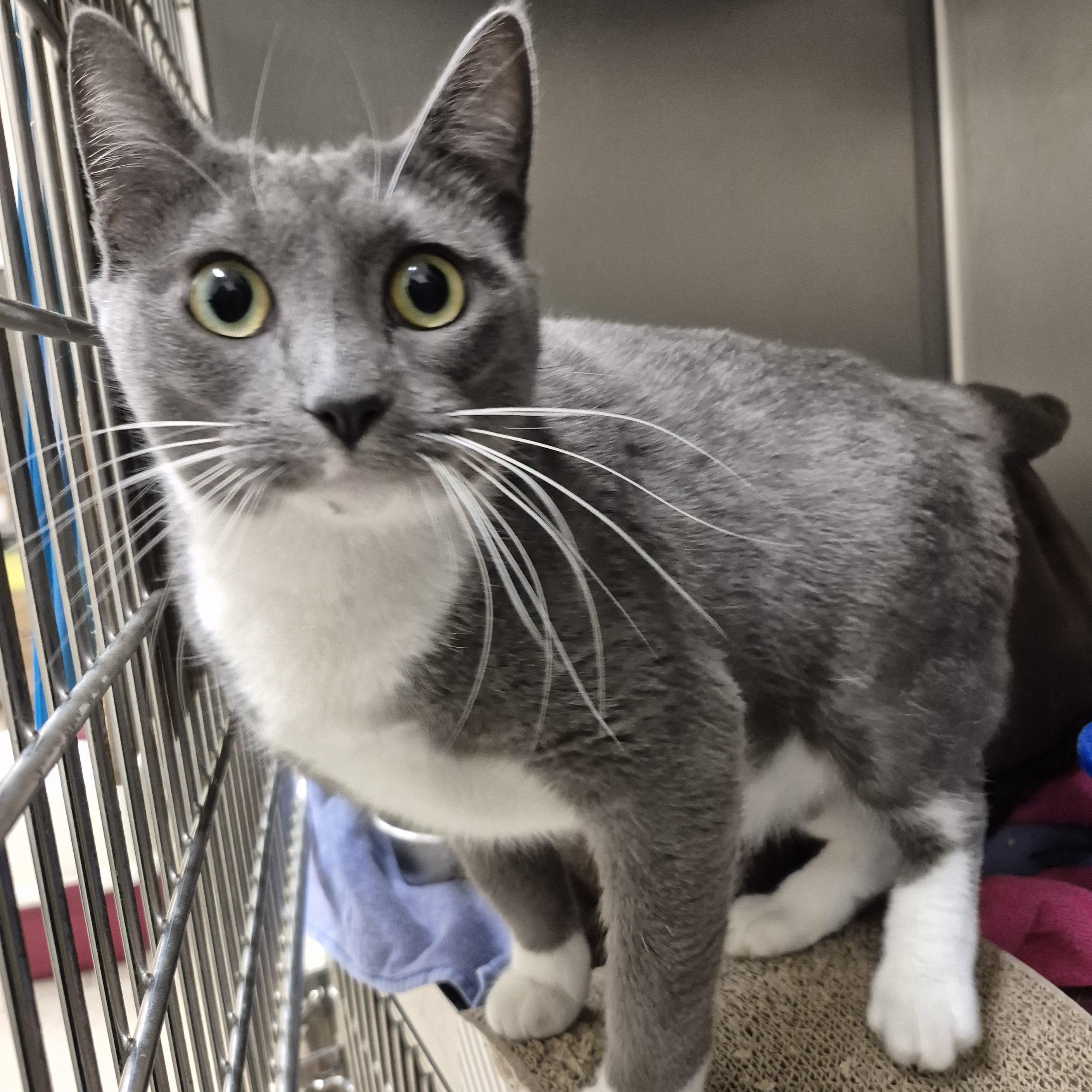 Enlarge Sapphire ~~ VISIT ME AT CRABAPPLE KNOLL, a Adoptable Domestic Short Hair in Alpharetta, GA image 5/6