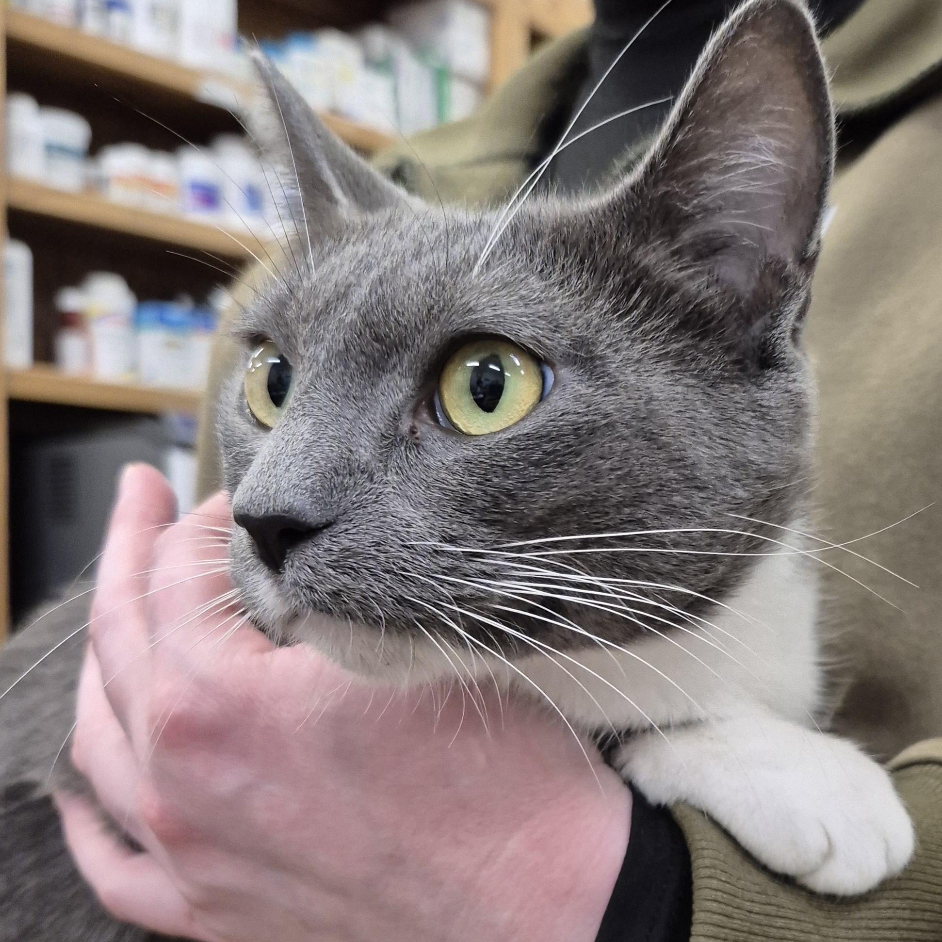 Sapphire, a Adoptable Domestic Short Hair in Alpharetta, GA image 4/5