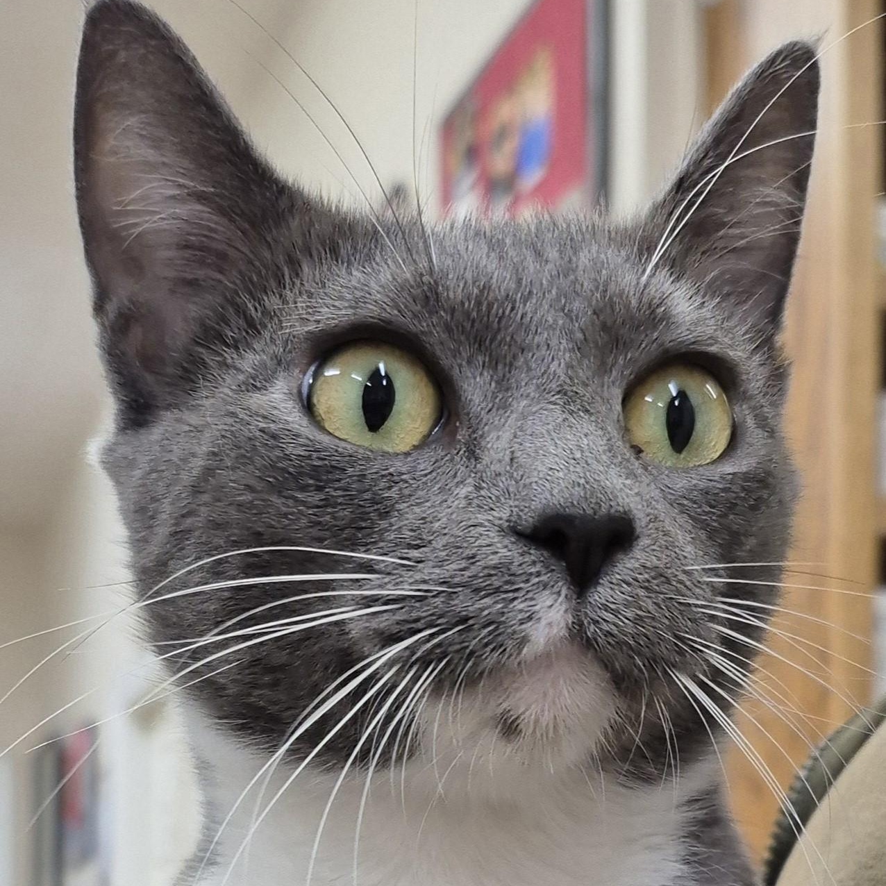 Sapphire, a Adoptable Domestic Short Hair in Alpharetta, GA image 1/5