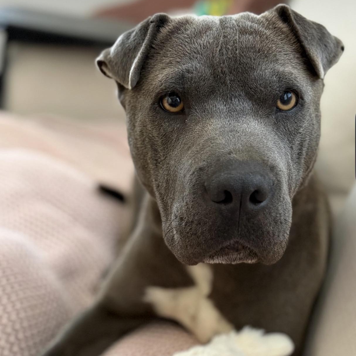 Enlarge Velma, a ADOPTABLE mixed breed in Richmond, VA image 1/6