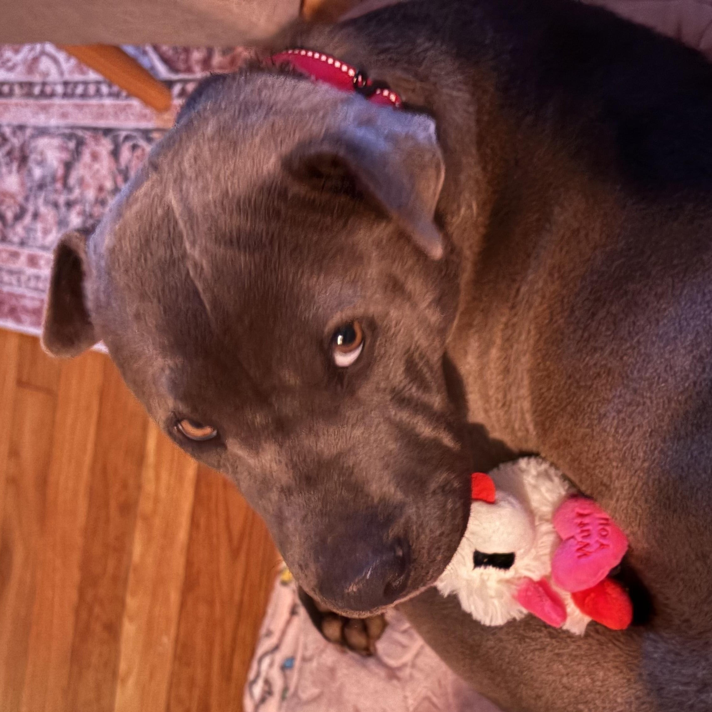 Enlarge Velma, a ADOPTABLE mixed breed in Richmond, VA image 4/6