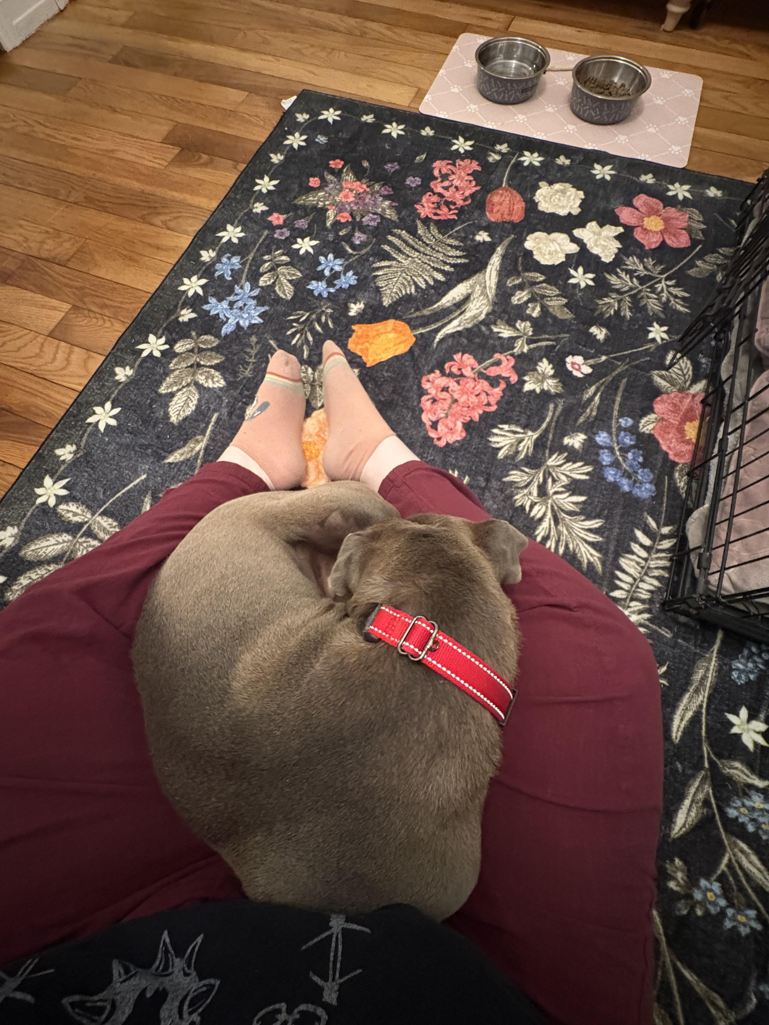 Enlarge Velma, a ADOPTABLE mixed breed in Richmond, VA image 6/6