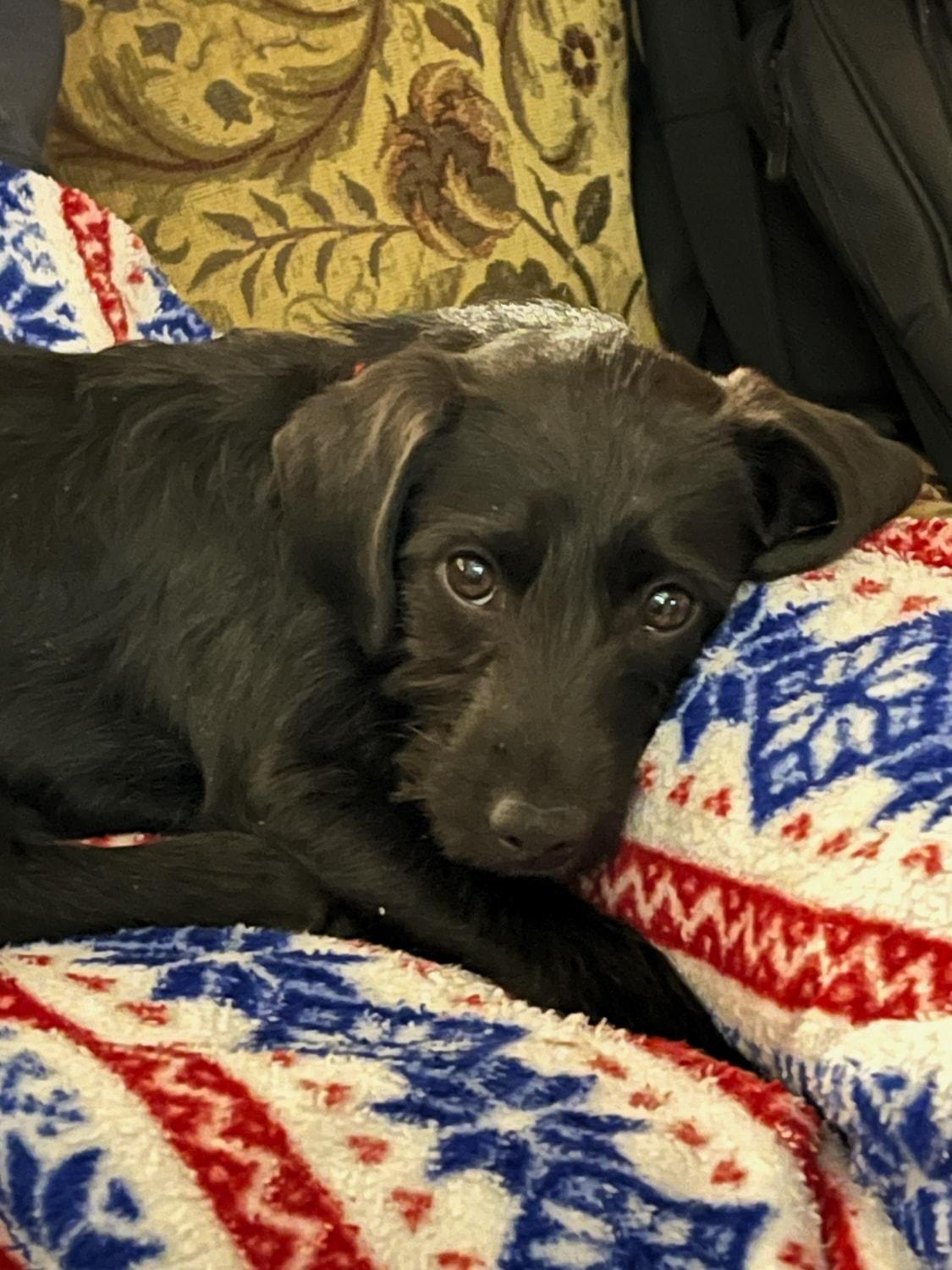 Carrie, an adopted mixed breed in Howell, MI image 4/6