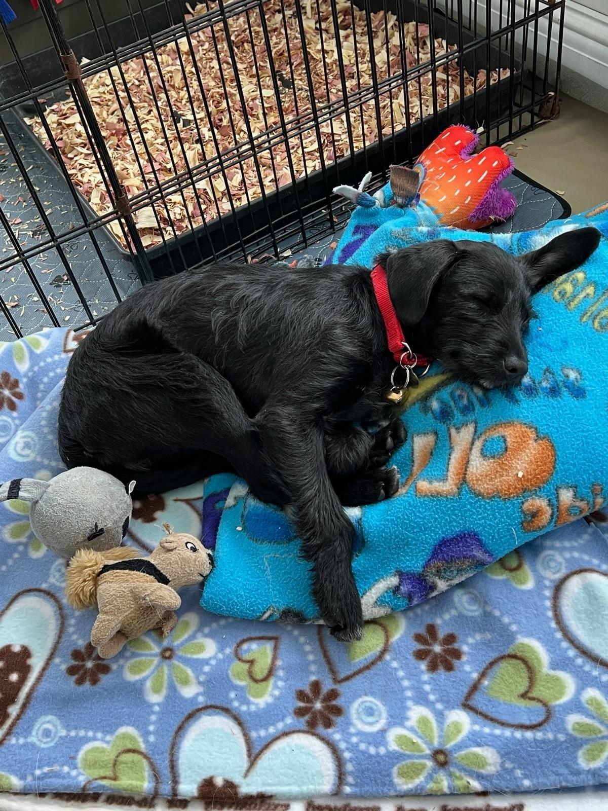 Carrie, an adopted mixed breed in Howell, MI image 3/6