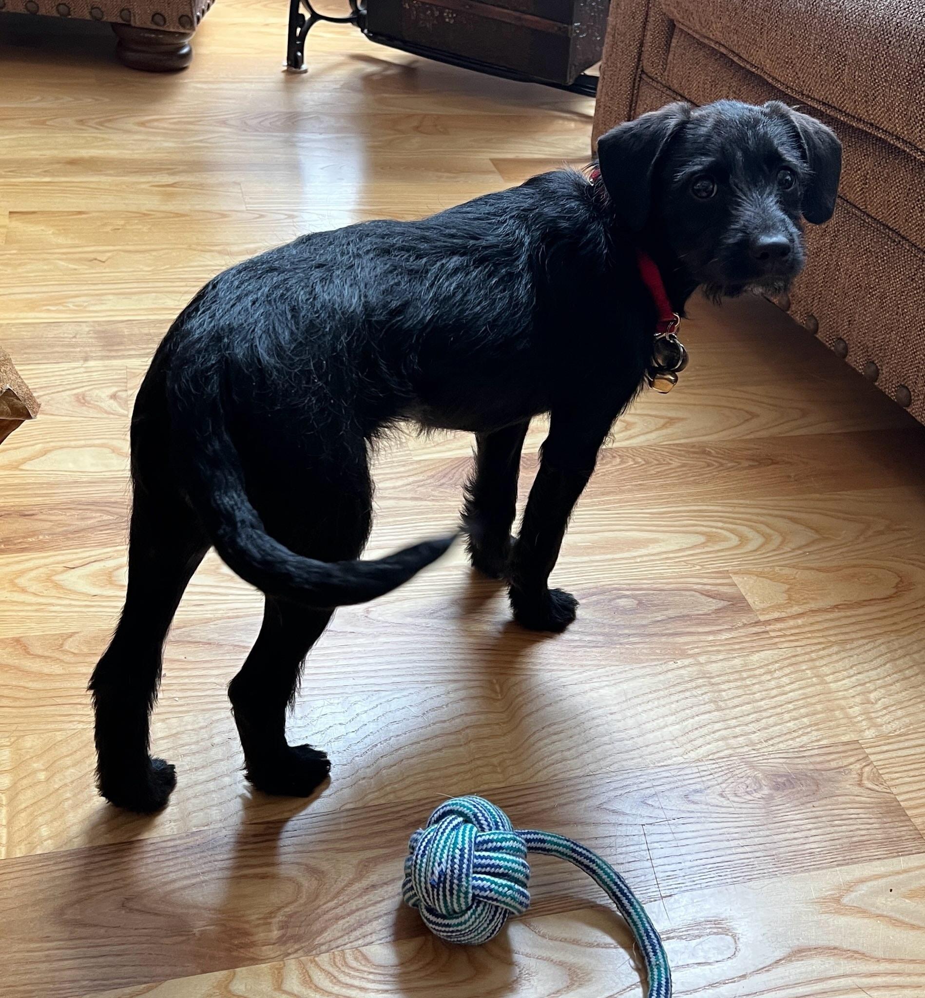 Carrie, an adopted mixed breed in Howell, MI image 6/6