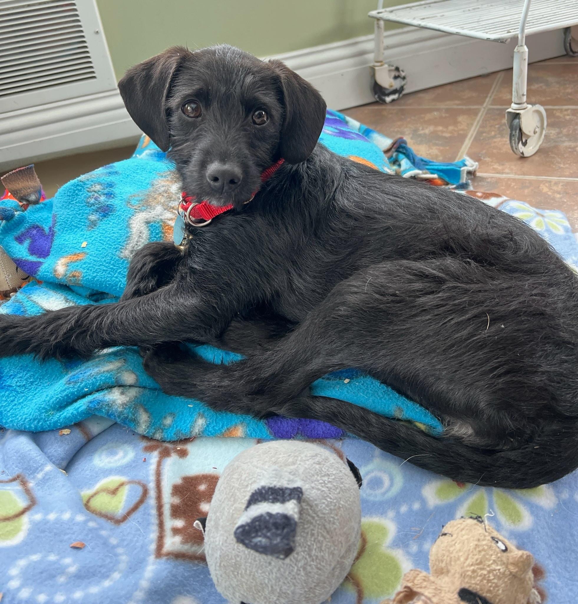 Carrie, an adopted mixed breed in Howell, MI image 2/6