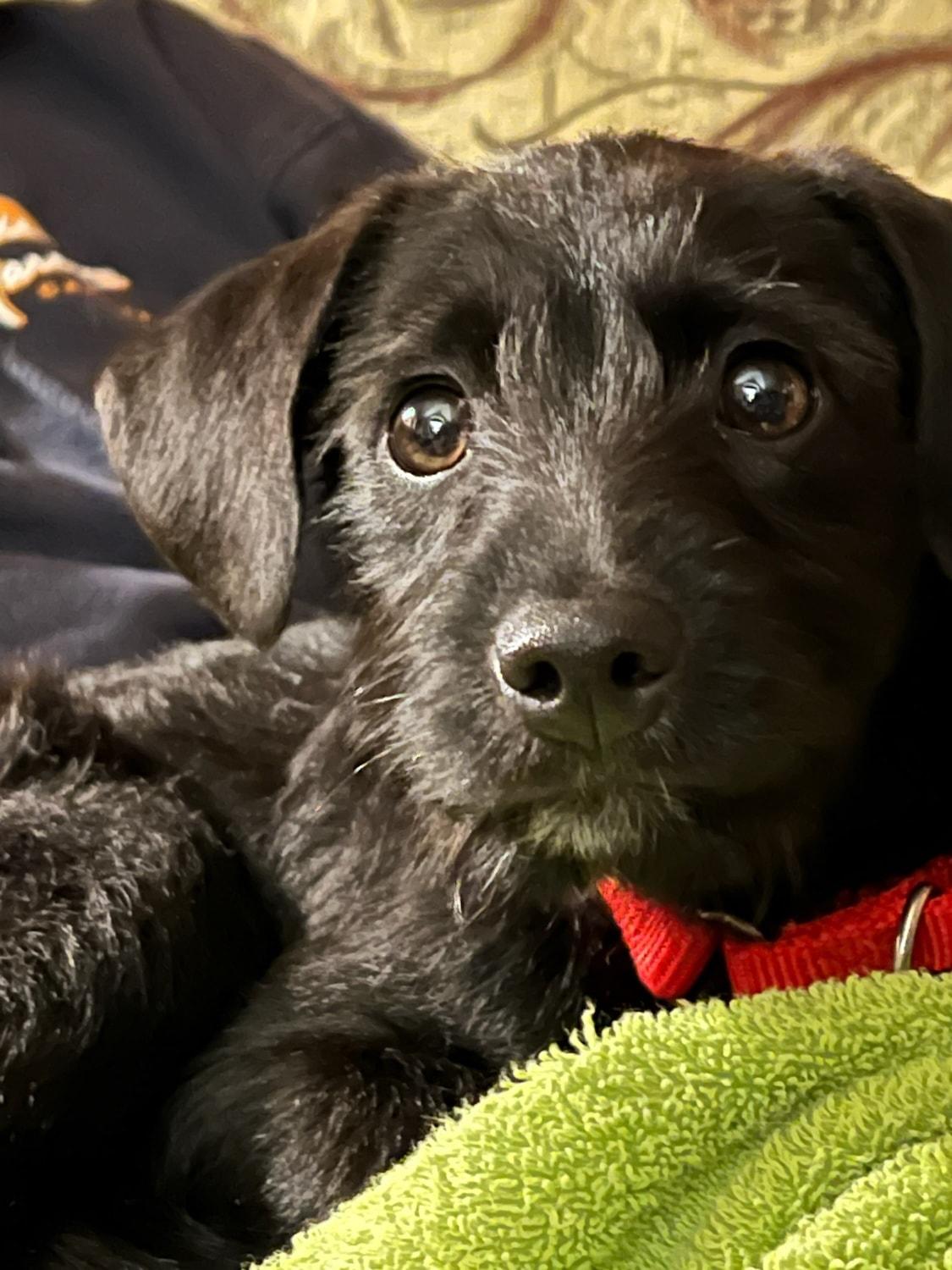 Carrie, an adopted mixed breed in Howell, MI image 1/6