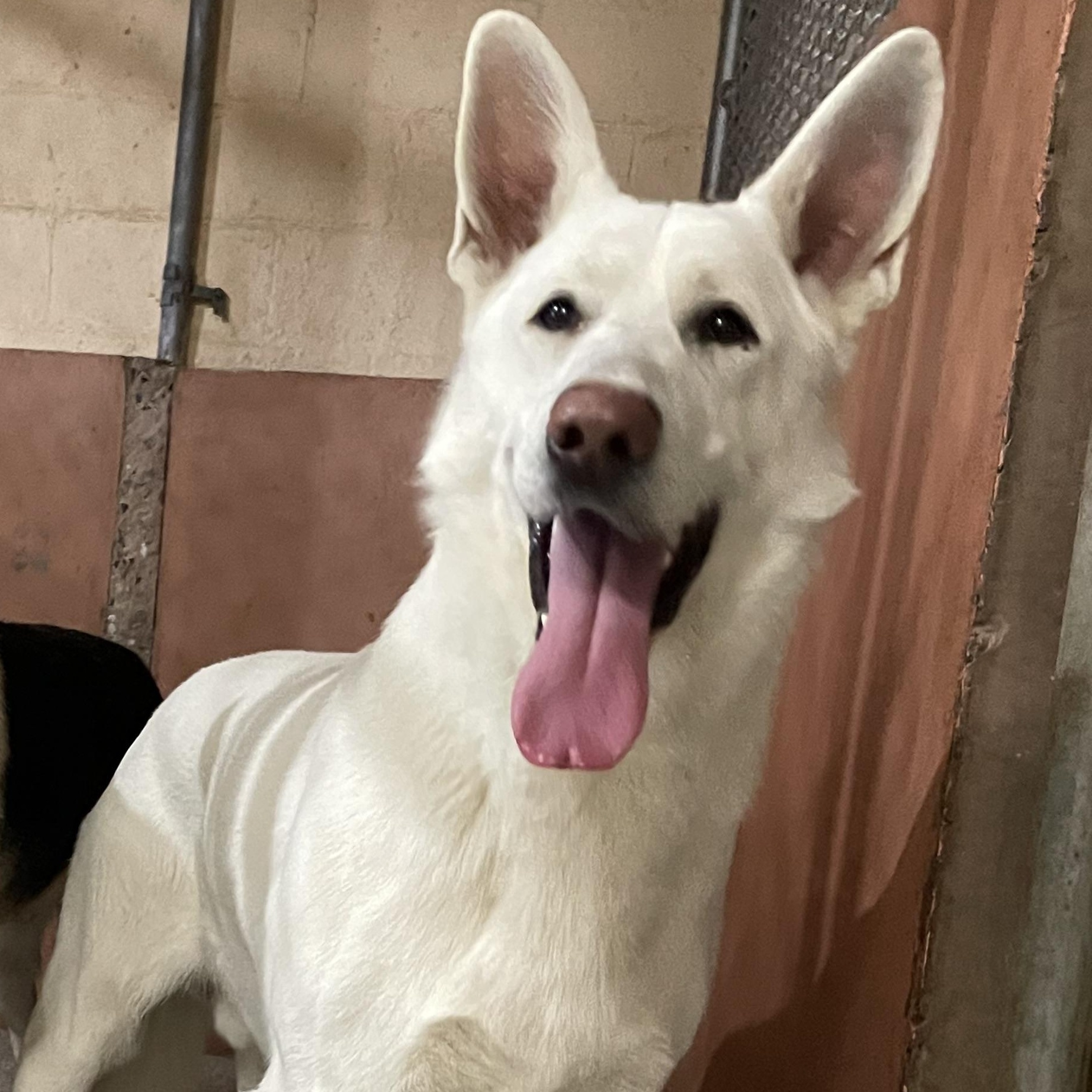 Jordan, ADOPTABLE, Adult Male German Shepherd Dog.