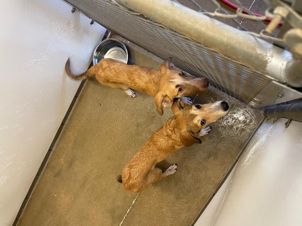 Daisy, Adoptable, Puppy Female Cattle Dog & Mixed Breed.