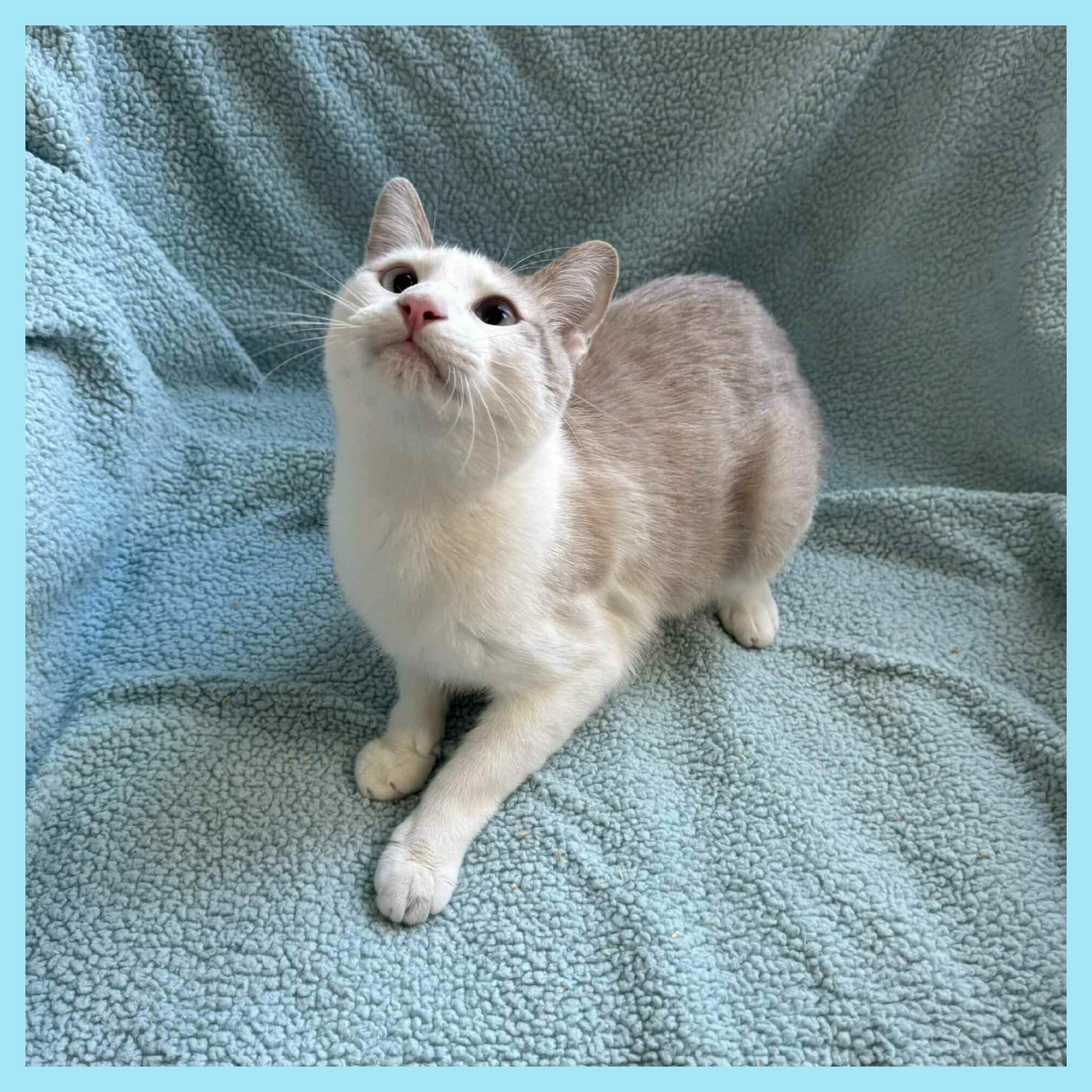 Enlarge Raj, a ADOPTABLE Domestic Short Hair in Lansdowne, PA image 1/3