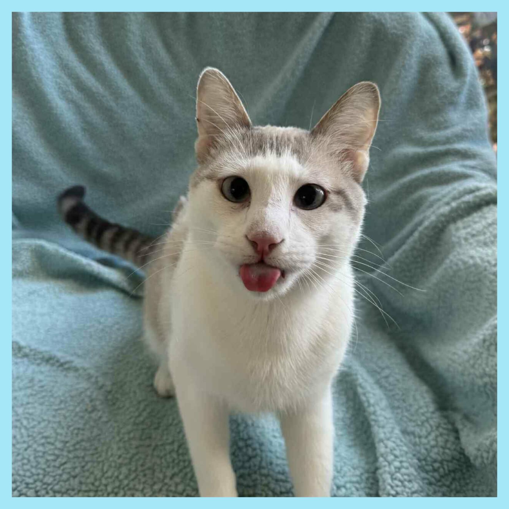 Enlarge Raj, a ADOPTABLE Domestic Short Hair in Lansdowne, PA image 2/3