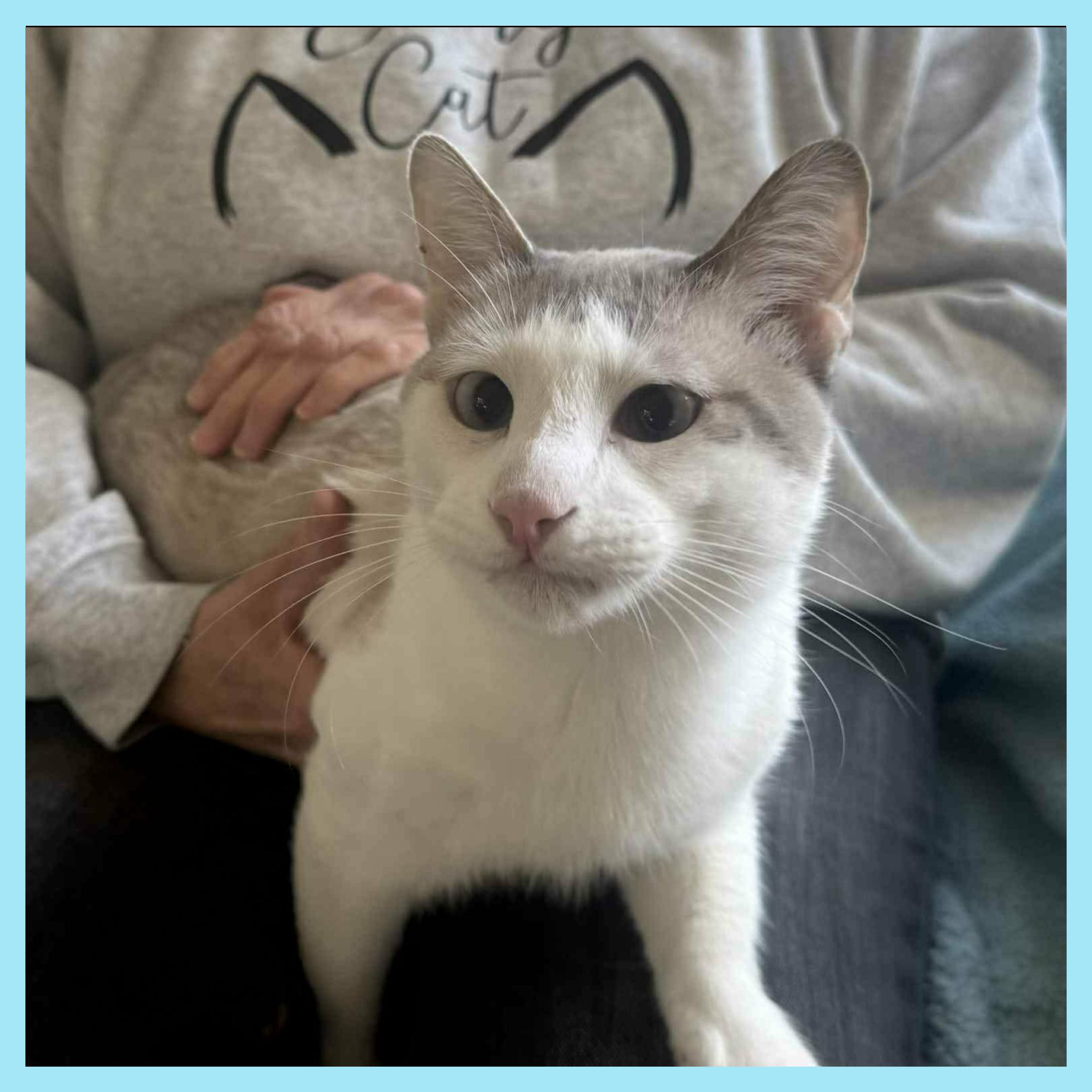 Enlarge Raj, a ADOPTABLE Domestic Short Hair in Lansdowne, PA image 3/3