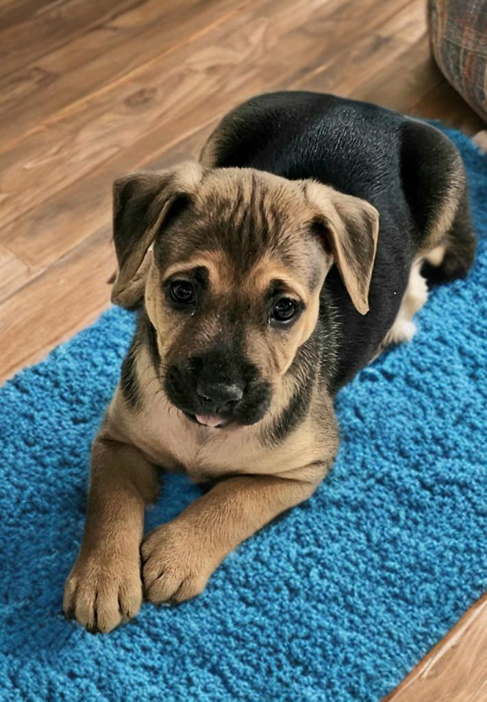 Enlarge Tyson, a ADOPTABLE mixed breed in San Antonio, TX image 1/4