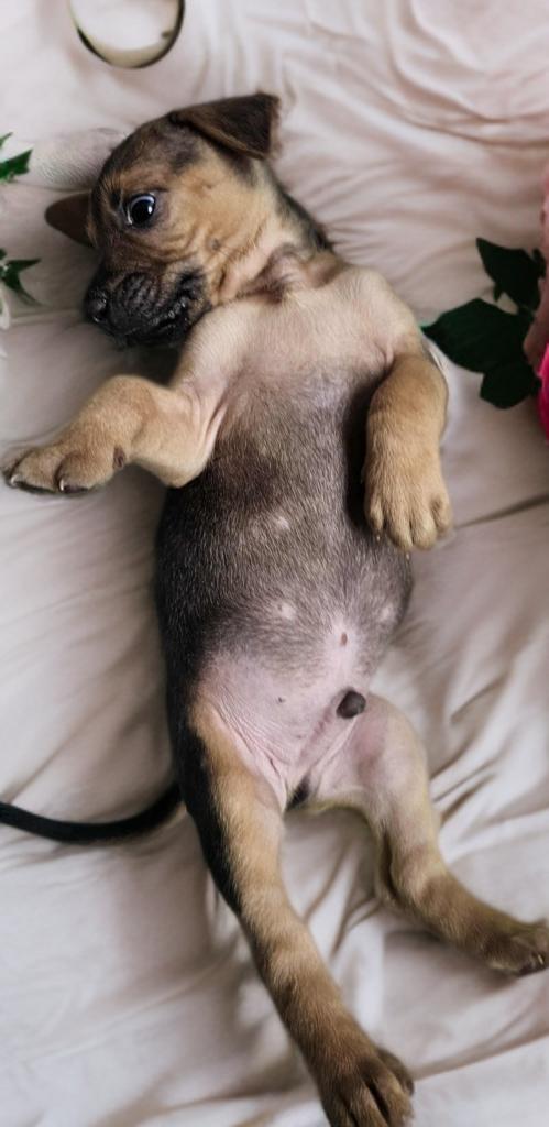 Enlarge Tyson, a ADOPTABLE mixed breed in San Antonio, TX image 2/4