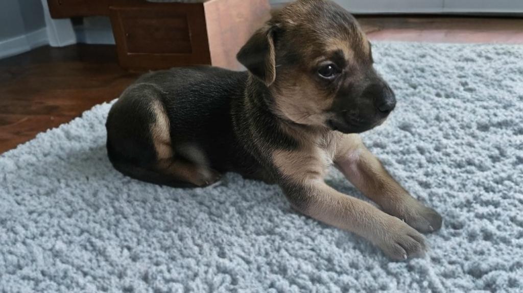 Enlarge Tyson, a ADOPTABLE mixed breed in San Antonio, TX image 3/4