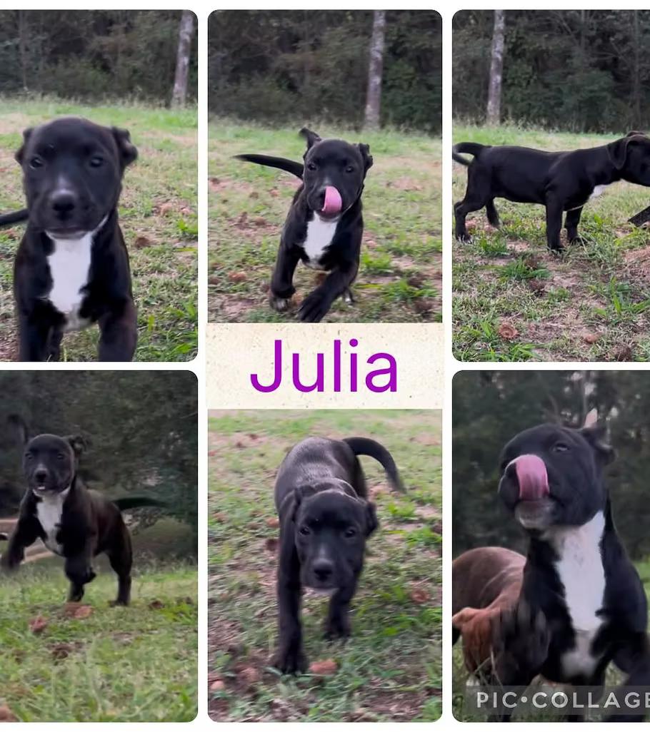 Julia - in Maine, Adoptable, Puppy Female Terrier.