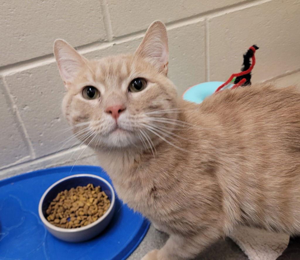 Reggie, Adoptable, Adult Male Domestic Short Hair.