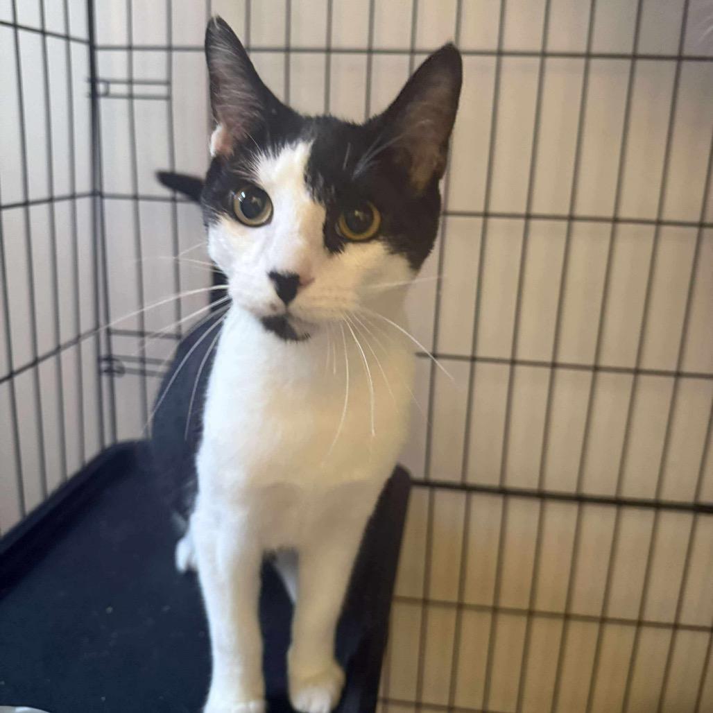 Enlarge Oreo, a Adoptable Domestic Short Hair in Bottineau, ND image 1/1