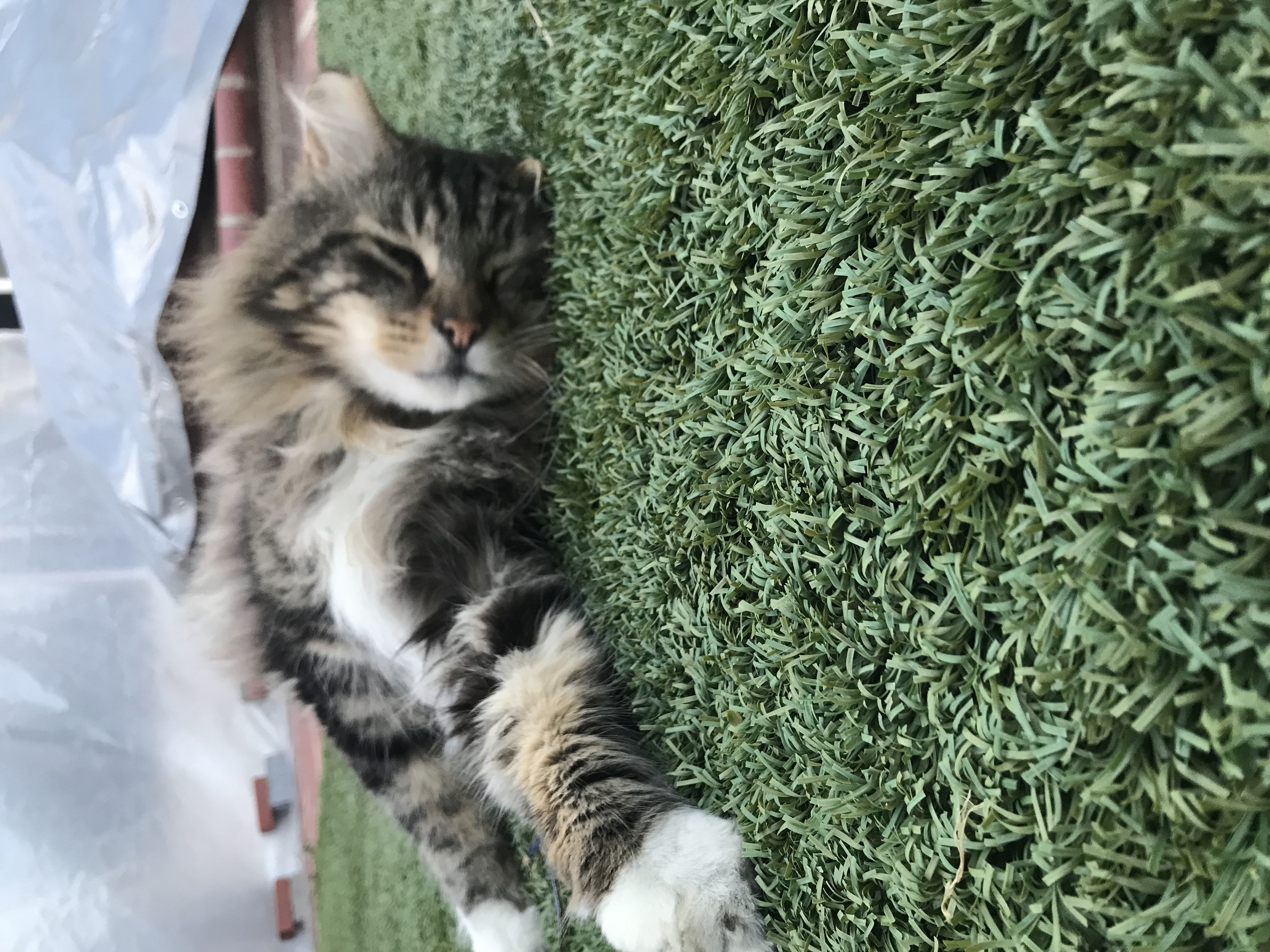 Enlarge Mick, a Adoptable Domestic Long Hair in Torrance, CA image 3/5