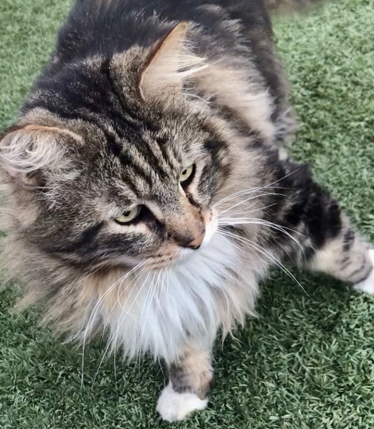Mick, Adoptable, Adult Male Domestic Long Hair.
