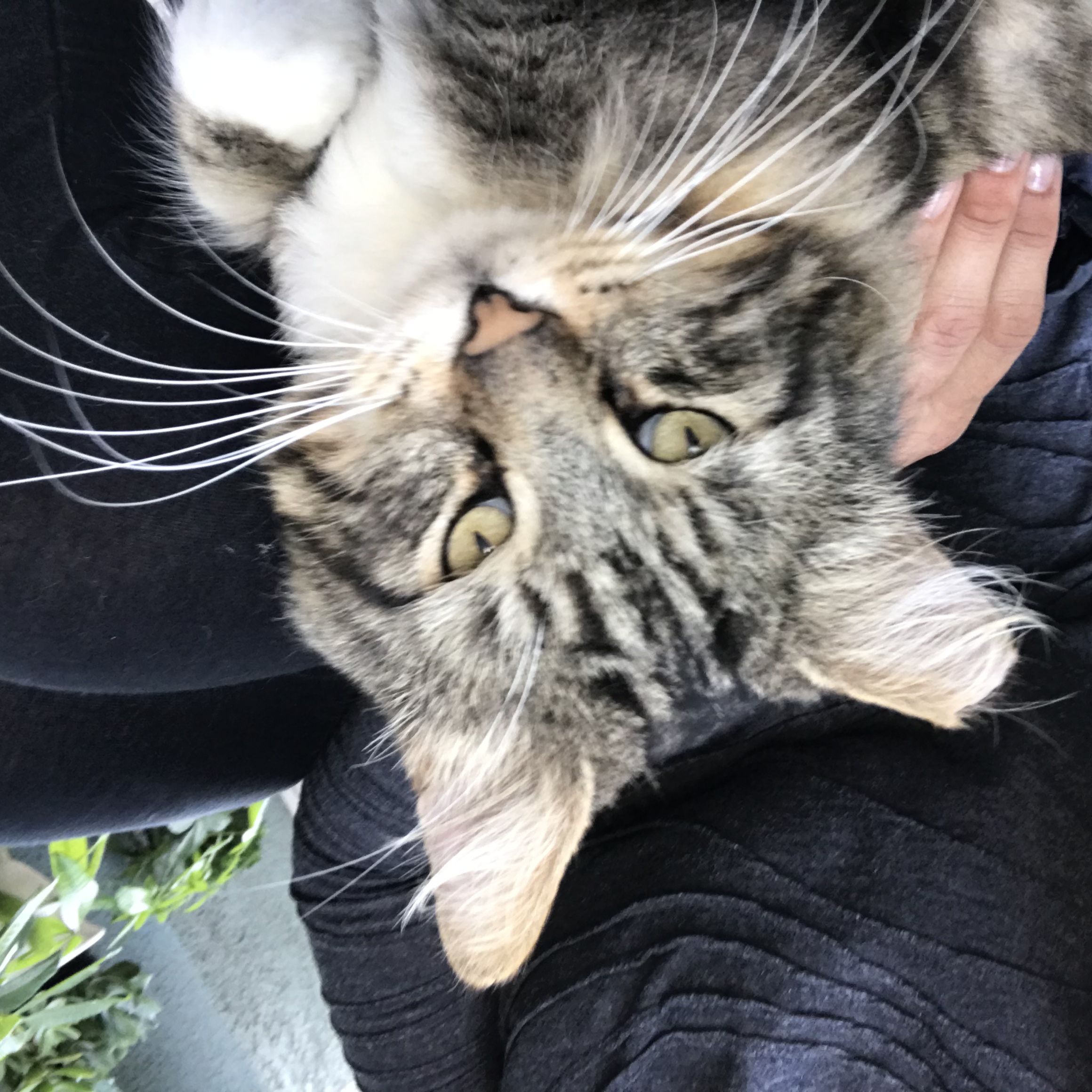 Enlarge Mick, a Adoptable Domestic Long Hair in Torrance, CA image 5/5