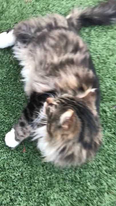 Enlarge Mick, a Adoptable Domestic Long Hair in Torrance, CA video 2/5