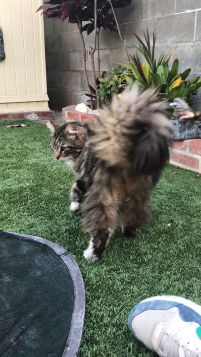 Enlarge Mick, a Adoptable Domestic Long Hair in Torrance, CA video 4/5