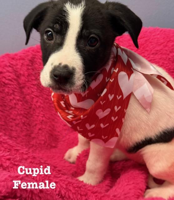 Enlarge Cupid, an adopted Terrier in Richland, MI image 1/1