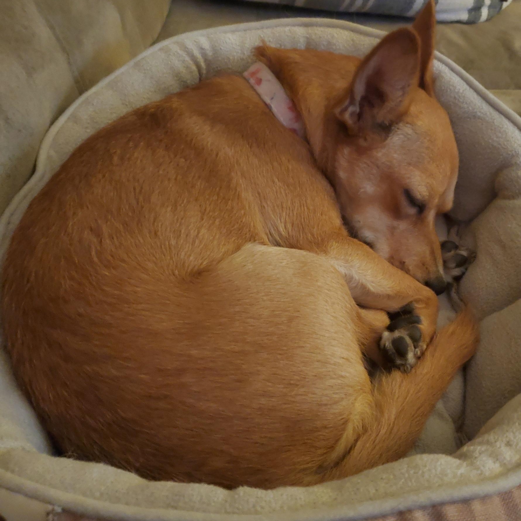 Enlarge Evie, a Adoptable mixed breed in Phoenix, AZ image 3/6