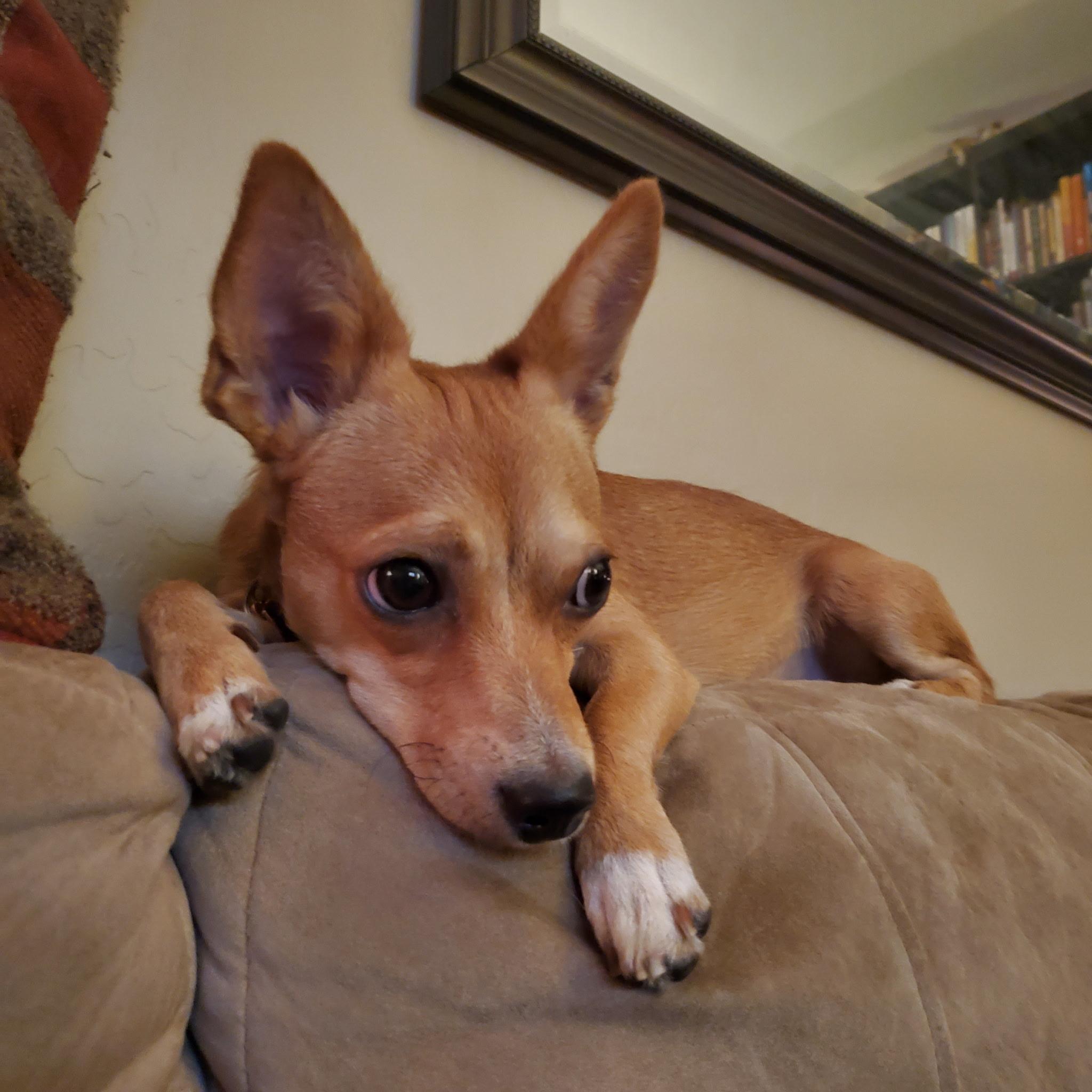 Enlarge Evie, a Adoptable mixed breed in Phoenix, AZ image 2/6
