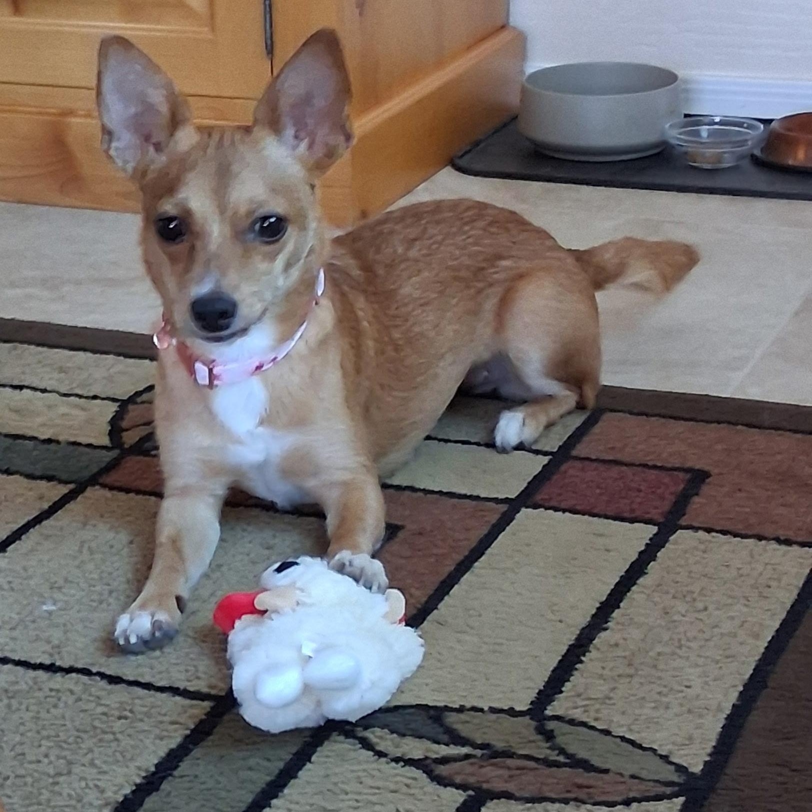 Enlarge Evie, a Adoptable mixed breed in Phoenix, AZ image 4/6