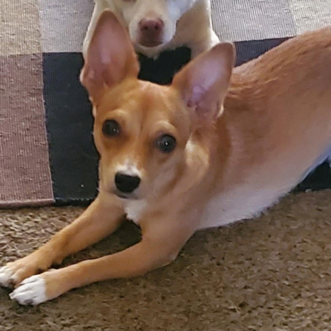 Enlarge Evie, a Adoptable mixed breed in Phoenix, AZ image 1/6