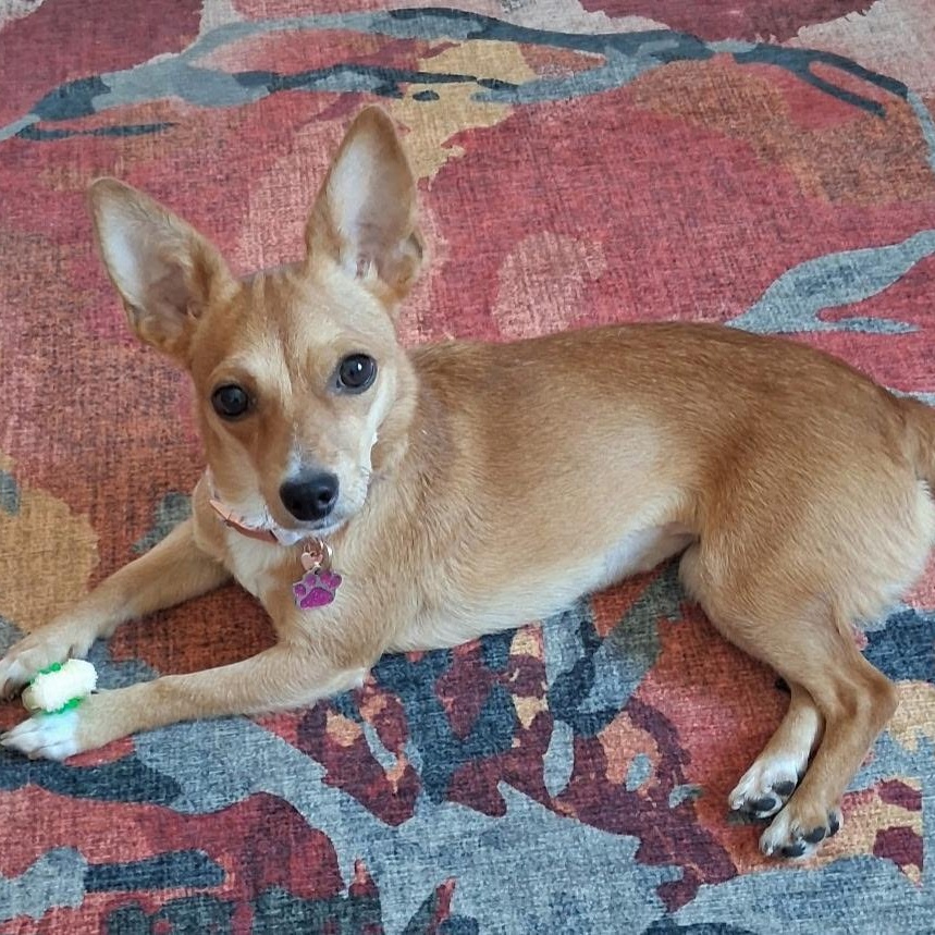 Enlarge Evie, a Adoptable mixed breed in Phoenix, AZ image 6/6