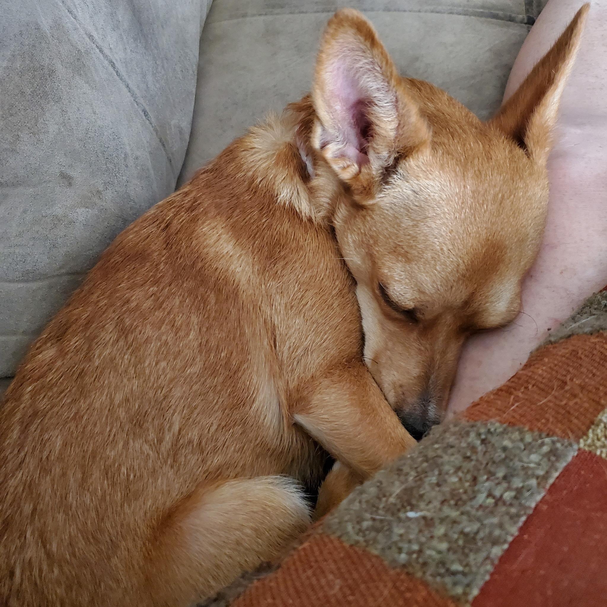 Enlarge Evie, a Adoptable mixed breed in Phoenix, AZ image 5/6