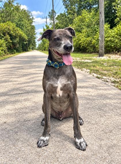 Wells, Adoptable, Adult Male Retriever & Mixed Breed.