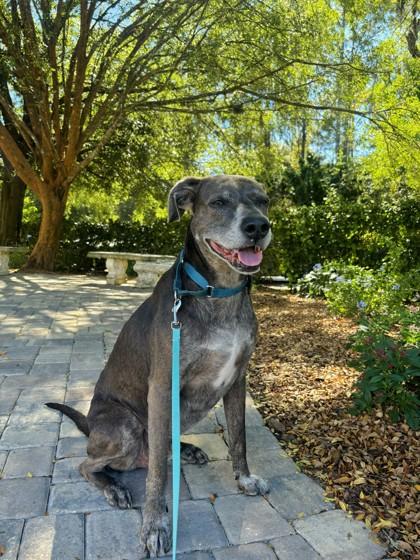 Enlarge Wells, a Adoptable mixed breed in Palm Coast, FL image 1/3