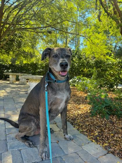 Enlarge Wells, a Adoptable mixed breed in Palm Coast, FL image 2/3