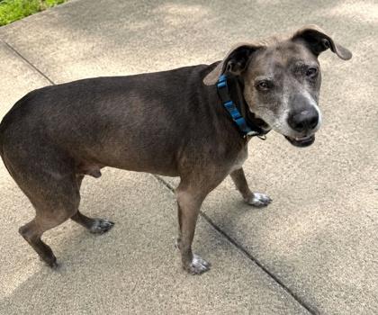 Enlarge Wells, a Adoptable mixed breed in Palm Coast, FL image 2/3