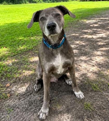 Enlarge Wells, a Adoptable mixed breed in Palm Coast, FL image 3/3