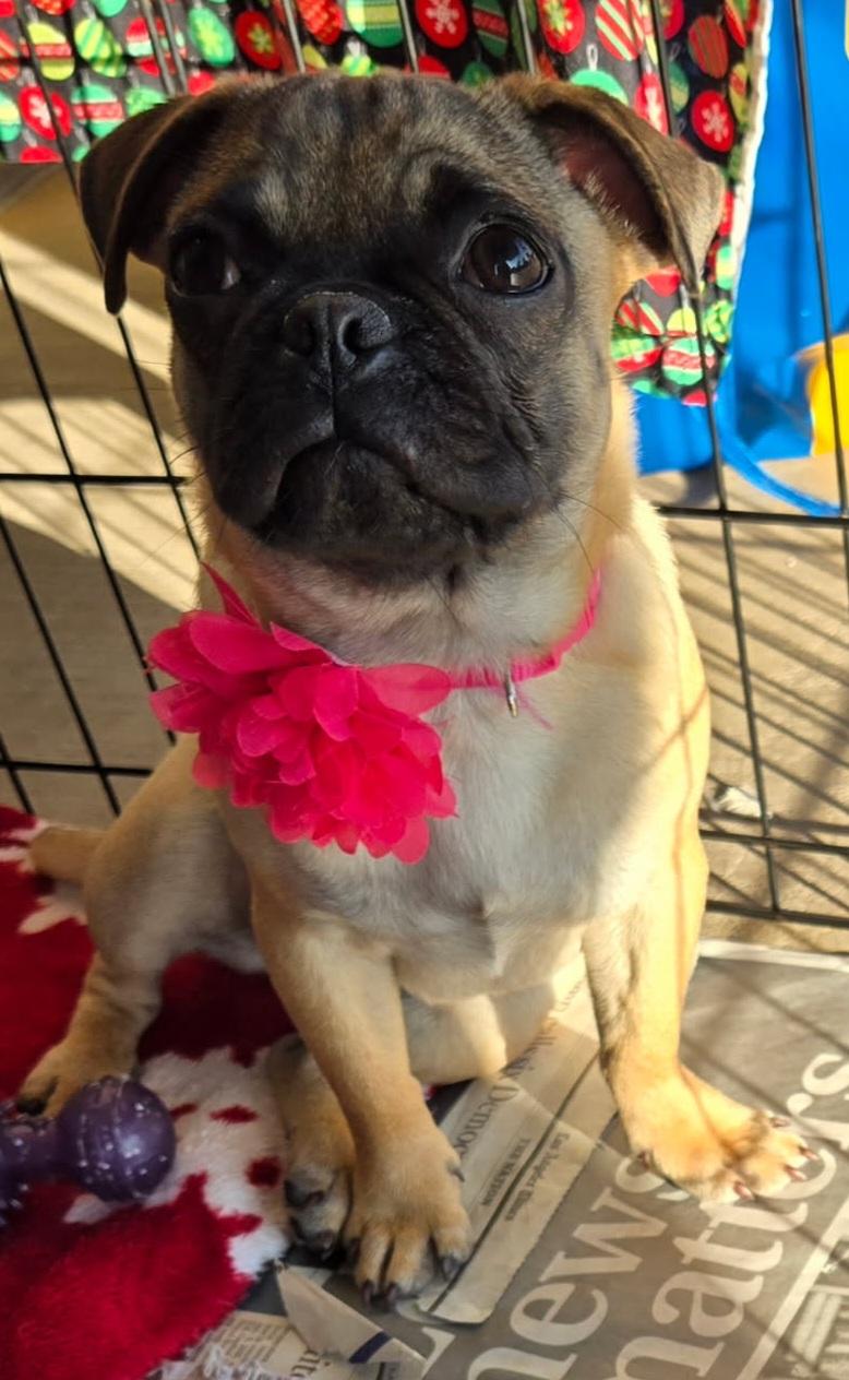 Enlarge Penny lane , an adopted mixed breed in Moreno Valley, CA image 1/1