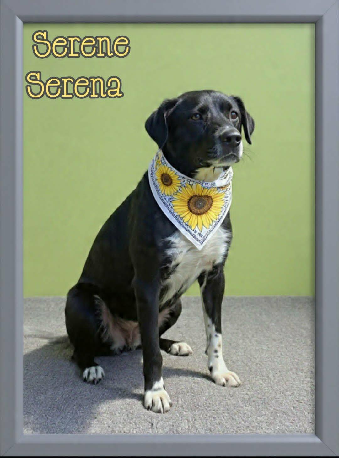 Serena, ADOPTABLE, Adult Female Border Collie & Catahoula Leopard Dog.