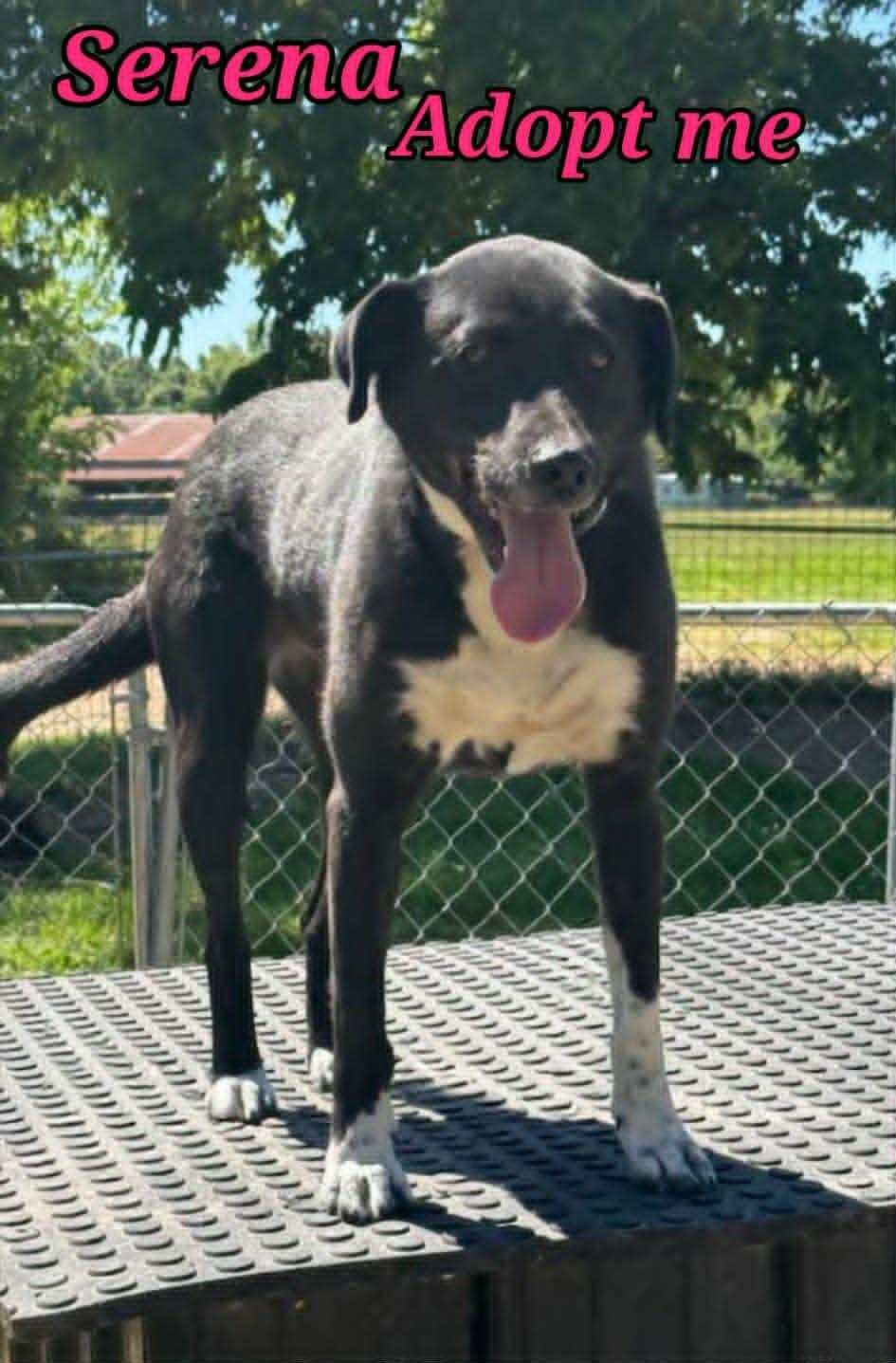 Serena, a ADOPTABLE mixed breed in Grove, OK image 3/4
