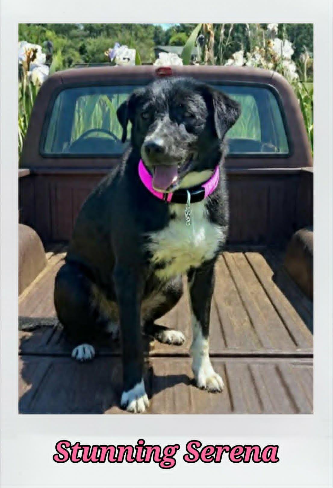 Serena, a ADOPTABLE mixed breed in Grove, OK image 4/4