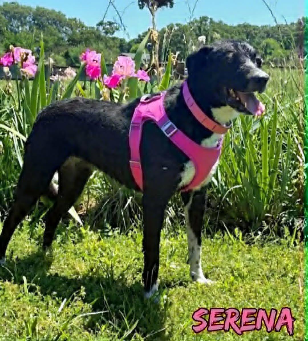 Serena, a ADOPTABLE mixed breed in Grove, OK image 2/4