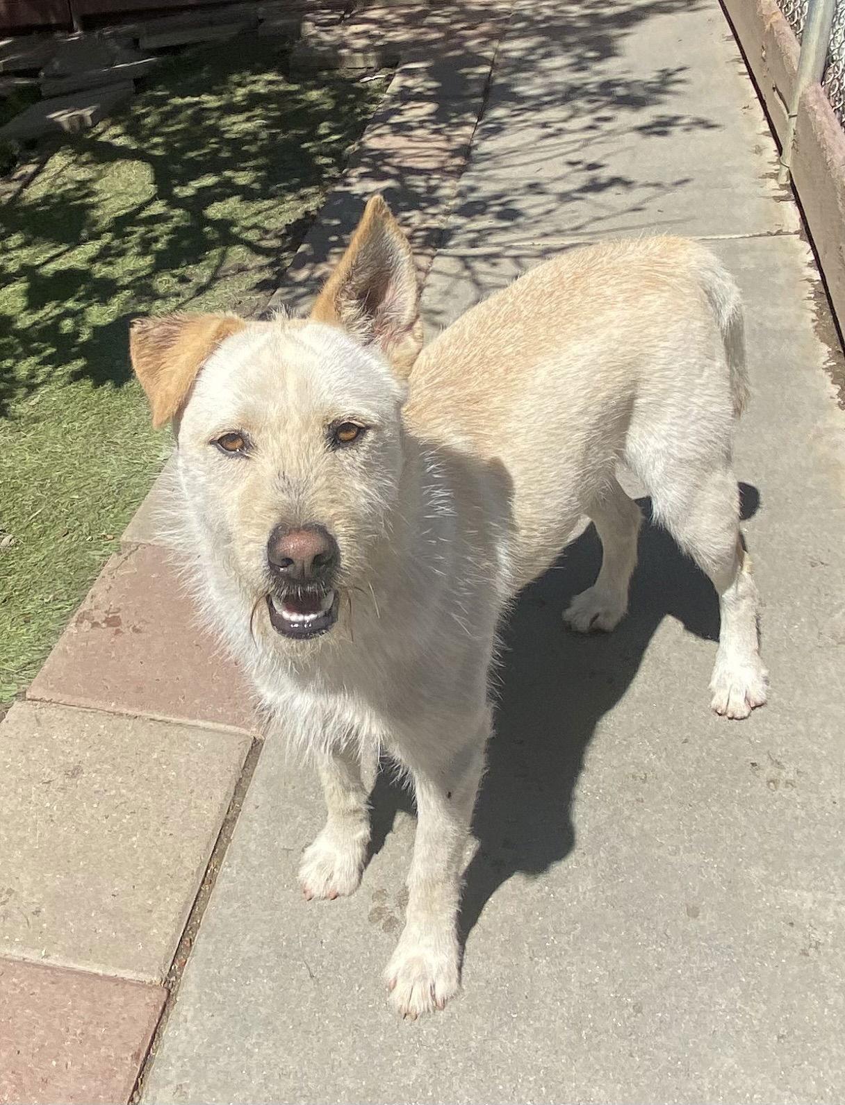 Enlarge Liam, a Adoptable mixed breed in La Verne, CA image 1/3