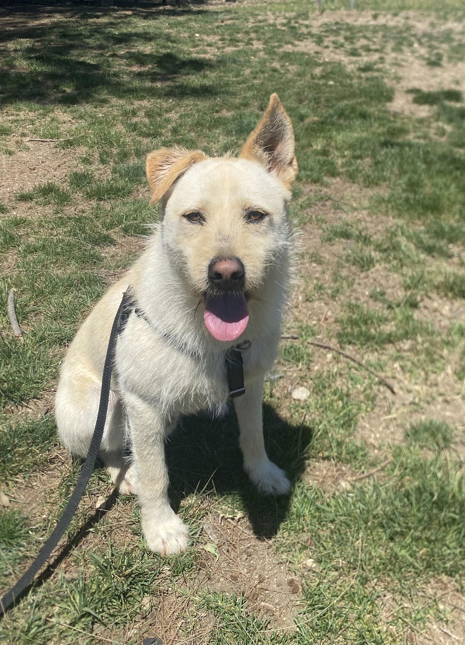 Enlarge Liam, a Adoptable mixed breed in La Verne, CA image 2/3
